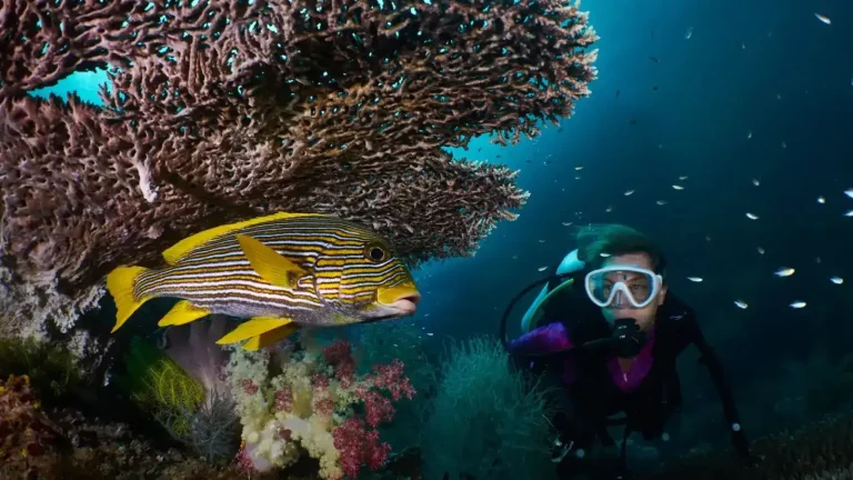 Diving Raja Ampat With a Bali Komodo
