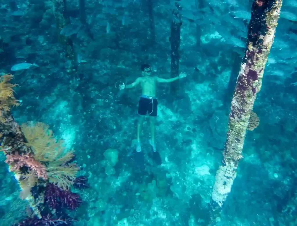 Coral reef biodiversity off Arborek, Raja Ampat
