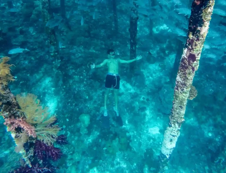 Coral reef biodiversity off Arborek, Raja Ampat