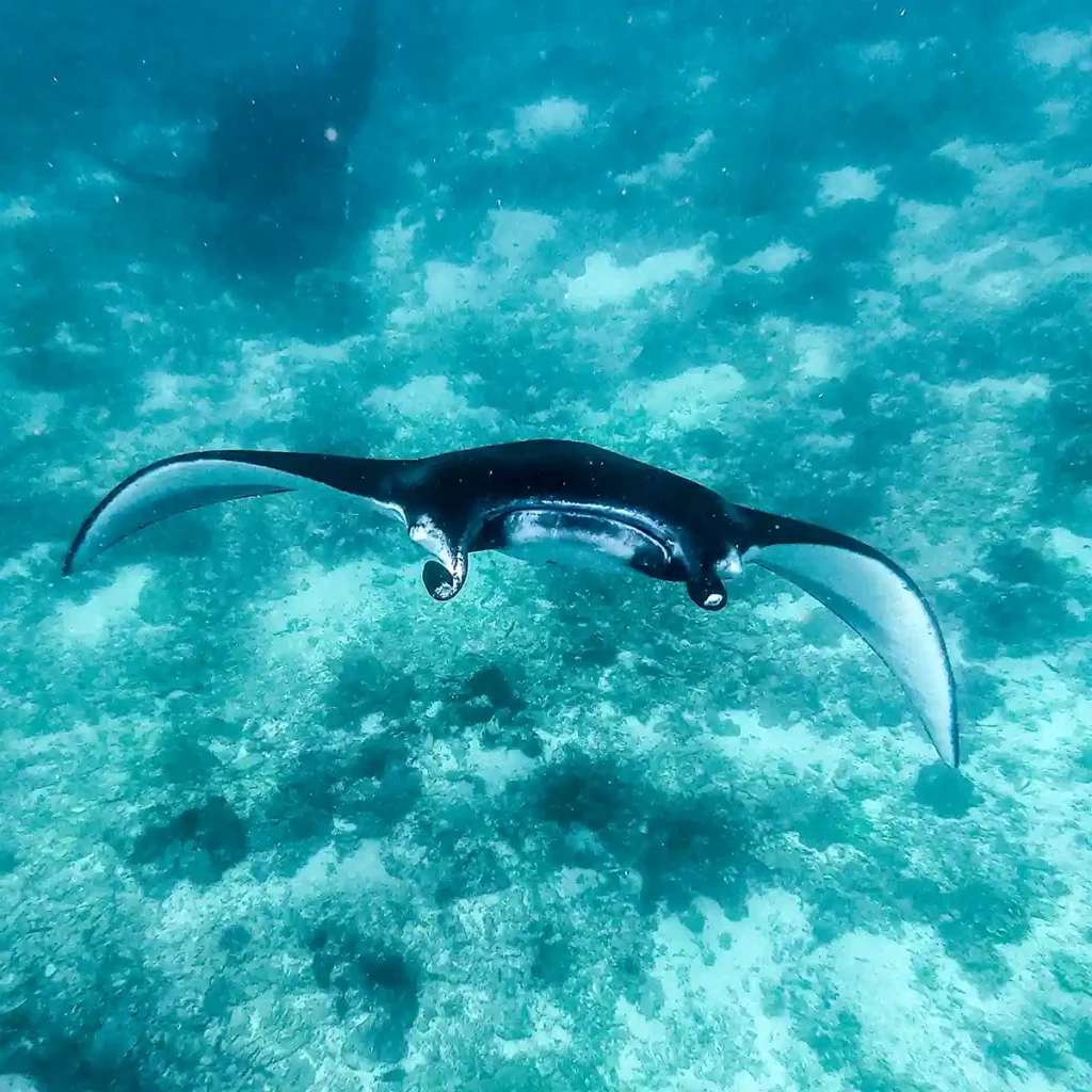 Manta rays in Indonesian waters