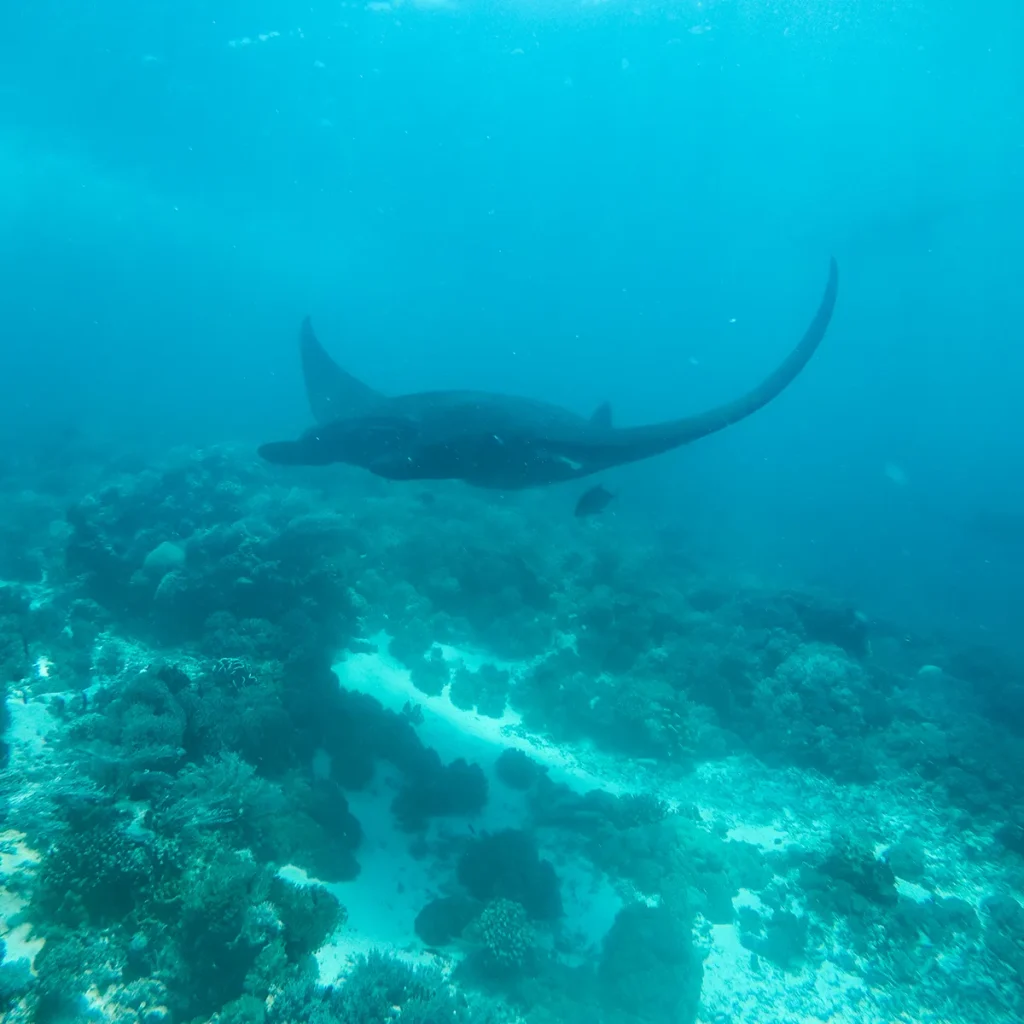 Manta ray season in Indonesian waters