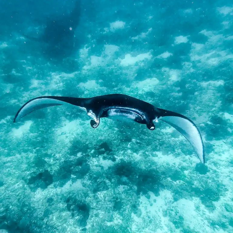 Manta rays in Indonesian waters