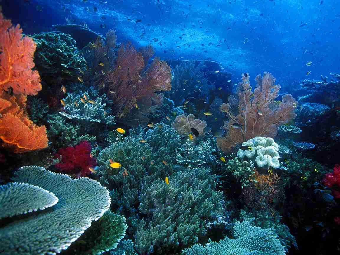 Raja Ampat's Marine Playground