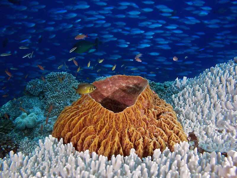 Cape Kri reef